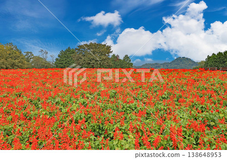 Salvia at Tottori Flower Corridor 138648953