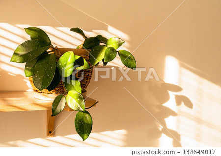 Hoya plant in a woven pot, casting shadows on a wall, illuminated by warm sunlight filtering through blinds. Home gardening, love of plants, lifestyle Hoya plant in a woven pot, casting shadows on a wall, illuminated by warm sunlight filtering through blinds. Home gardening, love of plants, lifestyle 138649012