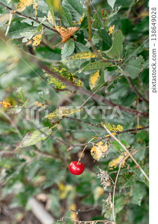Garden cherry tree with yellowed wilting leaves, visible signs of plant disease, reduced fruiting. Agricultural problems, including crop deterioration 138649028