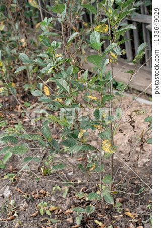 Plant leaves showing symptoms of disease, turning yellow with dark spots some tears on edges. Crop infections, agricultural problems 138649029