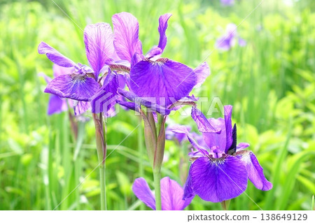 The purple irises are in full bloom. The purple irises are in full bloom. 138649129