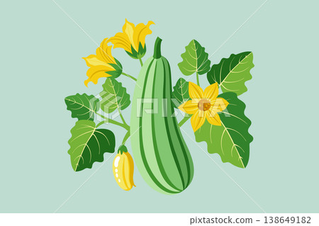 Zucchini plant with flowers and leaves. Agriculture illustration. Zucchini plant with flowers and leaves. Agriculture illustration. 138649182