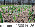 Young green garlic rows in soil, spring garden scene of organic vegetable cultivation, early growth and sustainable farming 138649186