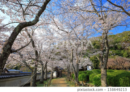 【兵庫縣】櫻花盛開,龍野城 【兵庫縣】櫻花盛開,龍野城 138649213