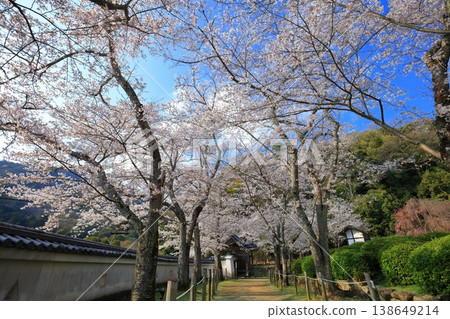 【兵庫縣】櫻花盛開,龍野城 【兵庫縣】櫻花盛開,龍野城 138649214