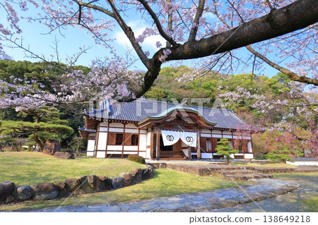 [Hyogo Prefecture] Cherry blossoms in full bloom and the main palace of Tatsuno Castle 138649218