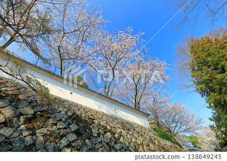 【兵庫縣】櫻花盛開，龍野城 138649245
