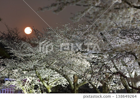 [Hyogo Prefecture] Cherry blossoms in full bloom and the full moon at Tatsuno Castle 138649264