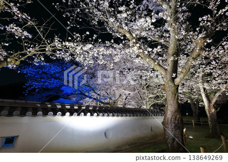 [Hyogo Prefecture] Cherry blossoms in full bloom at night and Tatsuno Castle 138649269
