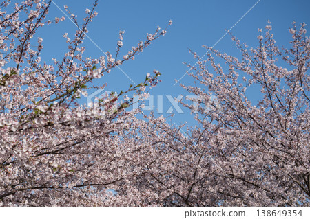 Cherry tree in full bloom Cherry tree in full bloom 138649354