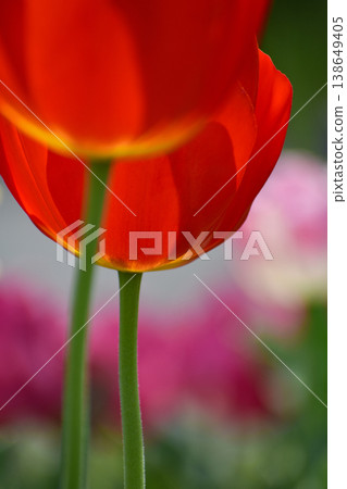 紅色鬱金香 138649405