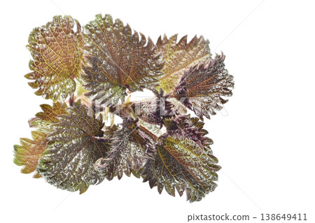 The first leaves of stinging nettle to emerge in spring. The first leaves of stinging nettle to emerge in spring. 138649411