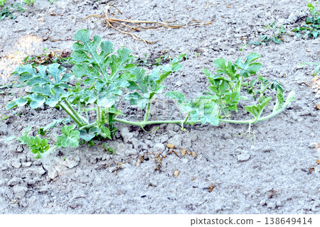 Watermelon plantation in the garden. Watermelon plantation in the garden. 138649414