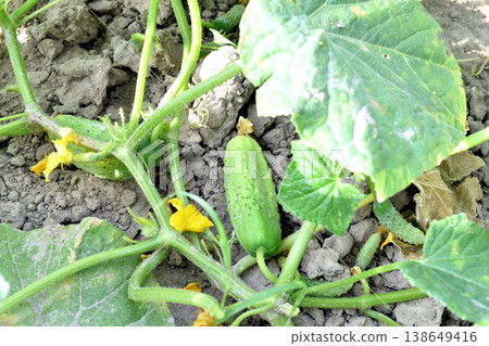 The first cucumber ovaries on the branches of a cucumber plantation. The first cucumber ovaries on the branches of a cucumber plantation. 138649416