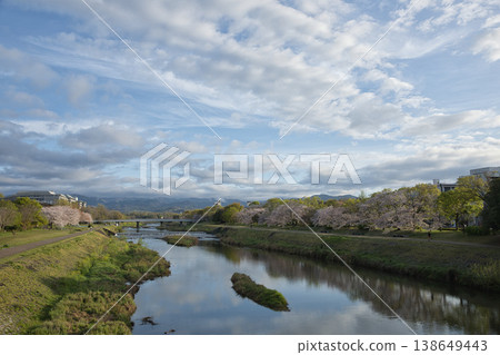 從丸太町橋上眺望鴨川、河岸和盛開的櫻花（4） 138649443
