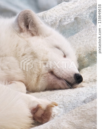 Arctic Fox Sleeping Close-Up Fluffy White Face Detail Arctic Fox Sleeping Close-Up Fluffy White Face Detail 138649638