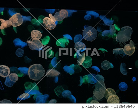Blue Green Jellyfish Floating Bioluminescent in Dark Aquarium Blue Green Jellyfish Floating Bioluminescent in Dark Aquarium 138649640