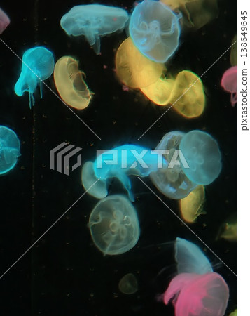 Cyan Yellow Pink Glowing Jellyfish Close-Up in Dark Aquarium Cyan Yellow Pink Glowing Jellyfish Close-Up in Dark Aquarium 138649645