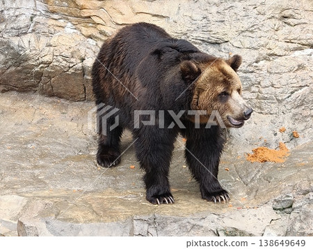 Grizzly Brown Bear Standing on Rocky Ground Side View Grizzly Brown Bear Standing on Rocky Ground Side View 138649649