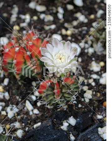 Gymnocalycium Cactus White Flower Blooming in Rock Garden Gymnocalycium Cactus White Flower Blooming in Rock Garden 138649650