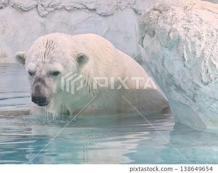 Polar Bear Emerging from Water Near Ice Formation Zoo Polar Bear Emerging from Water Near Ice Formation Zoo 138649654