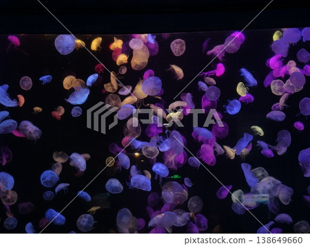 Purple Yellow Jellyfish Floating in Dark Aquarium Neon Colors Purple Yellow Jellyfish Floating in Dark Aquarium Neon Colors 138649660