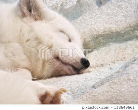 Sleeping Polar Bear Cub Close-Up Face and Paw Detail Sleeping Polar Bear Cub Close-Up Face and Paw Detail 138649661