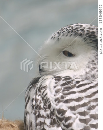 Snowy Owl Close-Up Portrait Eye Open Looking Downward Snowy Owl Close-Up Portrait Eye Open Looking Downward 138649662
