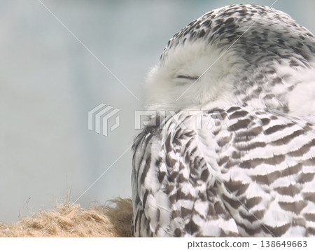 Snowy Owl Sleeping Eyes Closed Fluffy White Feathers Snowy Owl Sleeping Eyes Closed Fluffy White Feathers 138649663
