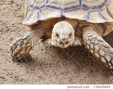 Sulcata Tortoise Front View Scaly Legs and Shell Detail Sulcata Tortoise Front View Scaly Legs and Shell Detail 138649664