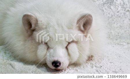 White Arctic Fox Sleeping Close-Up Cute Fluffy Face White Arctic Fox Sleeping Close-Up Cute Fluffy Face 138649669