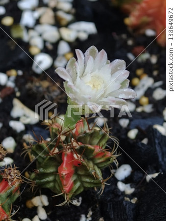 White Cactus Flower in Bloom with Water Droplets Close-Up White Cactus Flower in Bloom with Water Droplets Close-Up 138649672