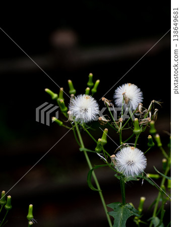 Fluffy Dandoborogiku 138649681