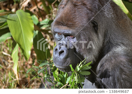 You want to film me eating? I'm not some second-rate celebrity, the gorilla thought. You want to film me eating? I'm not some second-rate celebrity, the gorilla thought. 138649687