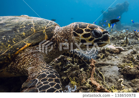 Close up sea turtle on coral reef in clear blue ocean, underwater wildlife scene Close up sea turtle on coral reef in clear blue ocean, underwater wildlife scene 138650978