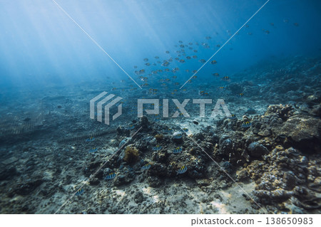 Tropical blue sea with school of black fish underwater. Ocean wild life background Tropical blue sea with school of black fish underwater. Ocean wild life background 138650983