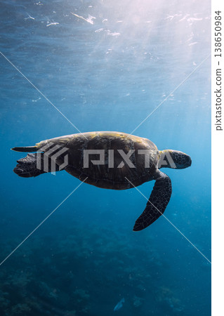 Sea turtle glides in blue sea. Turtle swimming underwater Sea turtle glides in blue sea. Turtle swimming underwater 138650984
