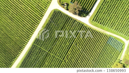 Vineyards stretch across the land under bright sunlight with rows of green plants and clear paths between Vineyards stretch across the land under bright sunlight with rows of green plants and clear paths between 138650993