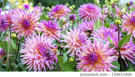 Bright dahlias blooming in a garden during the summer 138651006