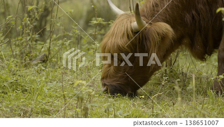 Highland cow grazing in a green field during daylight under a clear blue sky in a rural landscape scene Highland cow grazing in a green field during daylight under a clear blue sky in a rural landscape scene 138651007