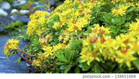 Bright yellow flowers blooming in a garden during daytime hours near rocky ground Bright yellow flowers blooming in a garden during daytime hours near rocky ground 138651009
