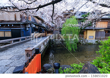 京都祇園白川的辰巳橋和盛開的櫻花（京都府京都市東山區） 138651020