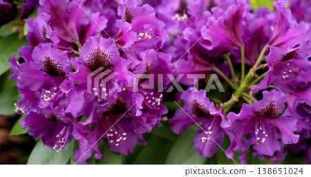 Flowers bloom in a garden showcasing vibrant purple colors during spring time near a park Flowers bloom in a garden showcasing vibrant purple colors during spring time near a park 138651024