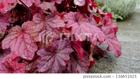 Colorful red leaves cover the ground and show drops of water after rain in a garden setting during autumn Colorful red leaves cover the ground and show drops of water after rain in a garden setting during autumn 138651025