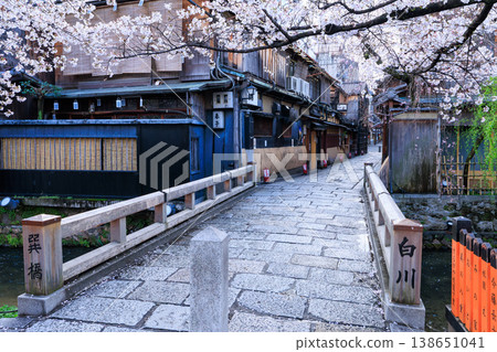 京都祇園白川的辰巳橋和盛開的櫻花（京都府京都市東山區） 138651041