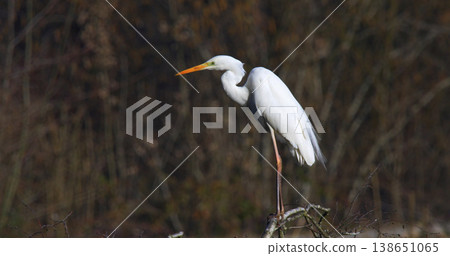 Great egret perches on branch near calm water during daylight in a natural setting Great egret perches on branch near calm water during daylight in a natural setting 138651065