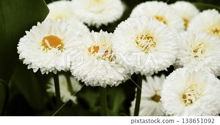 Garden scene shows white daisies blooming in a flower bed with green leaves around during daytime in spring season Garden scene shows white daisies blooming in a flower bed with green leaves around during daytime in spring season 138651092