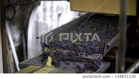 Grapes being processed in a winery during the harvest season in a rural area 138651130