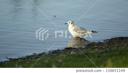 Seagull stands near the water's edge on a calm day in a natural setting by a body of water Seagull stands near the water's edge on a calm day in a natural setting by a body of water 138651149