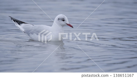 Bird swims in shallow water near the shore during quiet morning 138651167